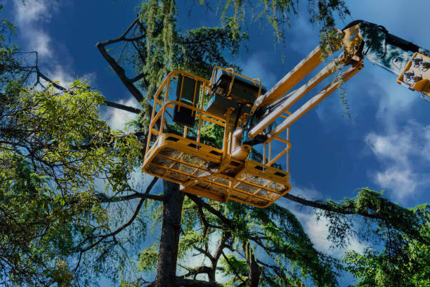 Best Tree Trimming Near Me  in Clear Lake, WA